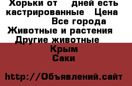   Хорьки от 35 дней есть кастрированные › Цена ­ 2 000 - Все города Животные и растения » Другие животные   . Крым,Саки